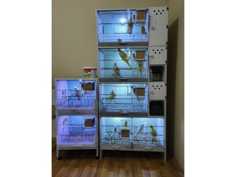 Sultan papağanları ve pvc kafes