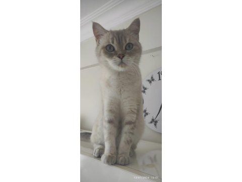 Sahiplendirme british shorthair