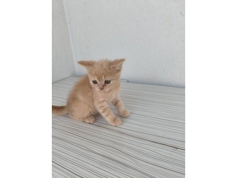 Mardin british shorthair ve scottish fold