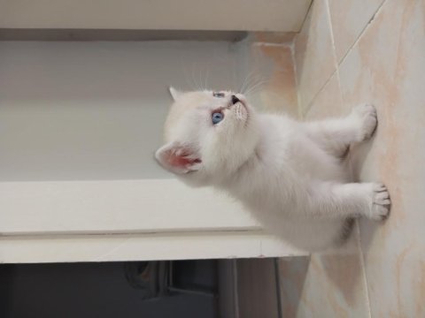 Brıtısh kedımın safkan yavruları