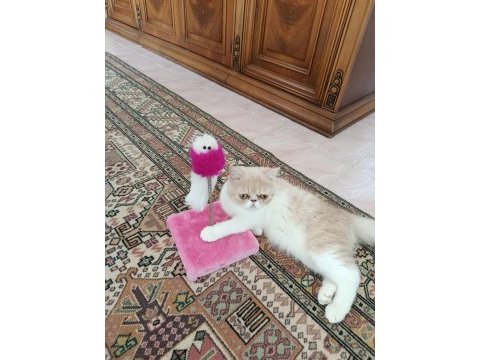 Dişi exotic shorthair
