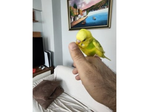 8 aylık muhabbet kuşu erkek ele alışkındır