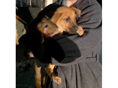 İki aylık bebek köpekler çok sağlıklı ve sevimliler