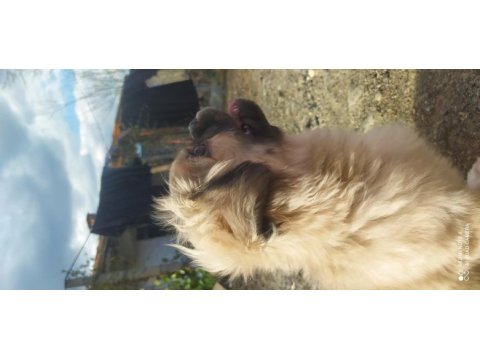 Beş aylık pekinez dişi köpek aşıları var