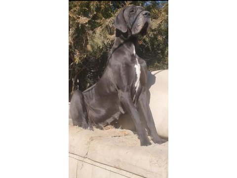 Great dane a şecereli danua