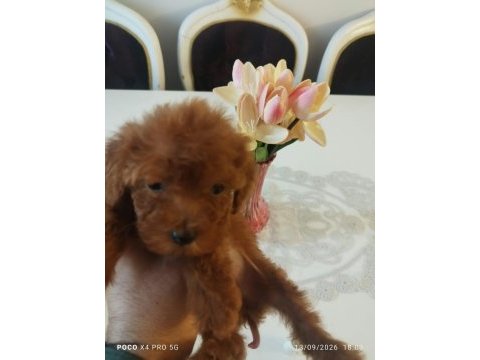 Red brown üst kalite toy poodle yavrular