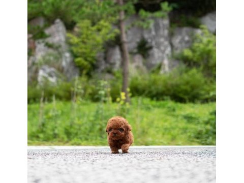 Kore kan toy poodle yavrularımız