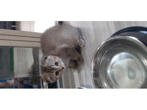 Sevimli scottish fold dostlarımız sahibini bekliyor