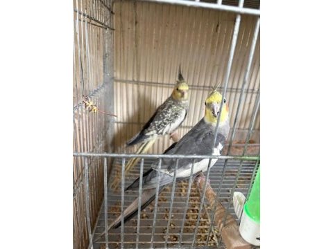 Ugyun yeni eşleme eş tutan çift sultan papağanı