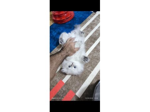 Scottish fold longhair dişi