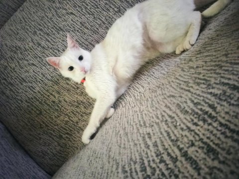Angora (ankara kedisi)