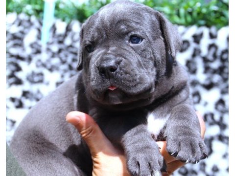 Fcı-kıf şecereli safkan cane corso köpekler