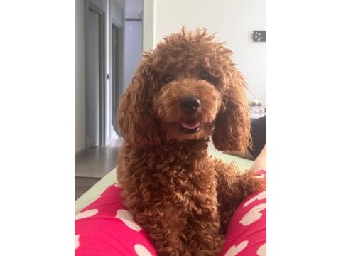 Toy poodle 6.5 aylık