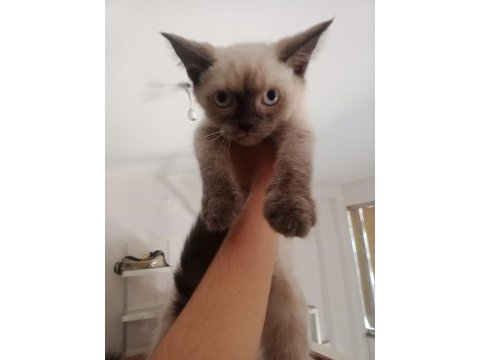 Scottish fold yavrularımız yeni sahibini bekliyor