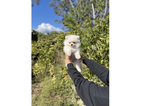 Pomeranian boo bebekler