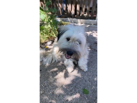 2 yaşında terrier bej ücretsiz sahiplendirilecektir