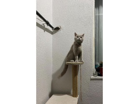 British shorthair yuvanızı benimle paylaşırmısınız
