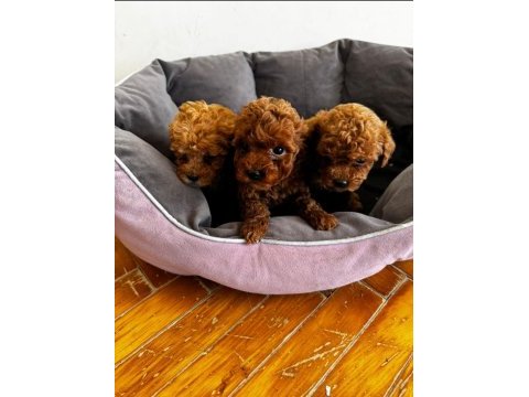 Poodle kızlarıma yuva
