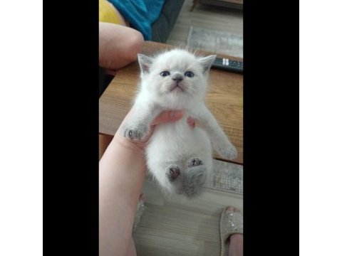 British shorthair blue point yavrular