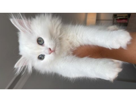 British longhair