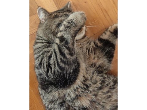 Kısır çipli scottish fold erkek kedime yeni yuva arıyoruz