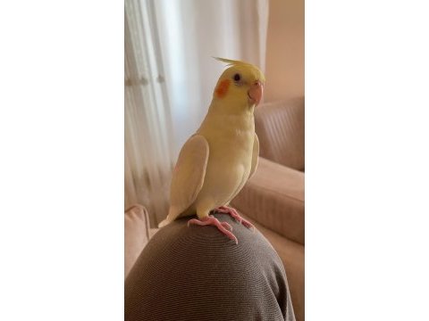 1 yaşında ele alışık dişi sultan papağanı