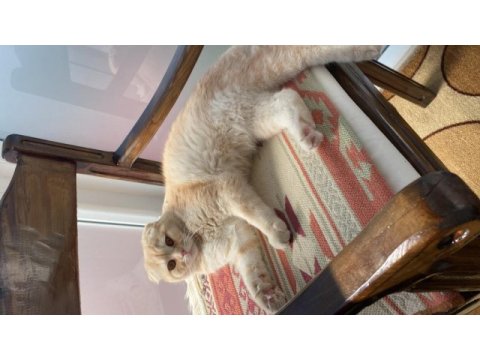 Scottish fold oğlumuza eş