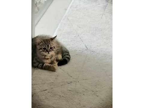 British shorthair 2.5 aylık