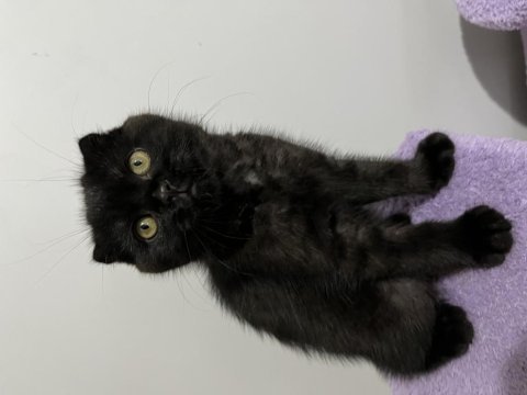 Scottish fold kedisi sahiplendirme