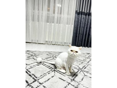 1 yaşında dişi iran kedisi