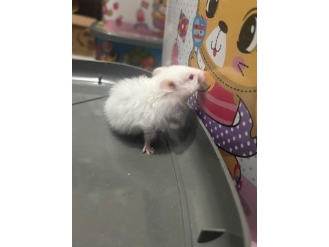 Uzun tüylü suriye hamsterları yeni sahiplerini bekliyor