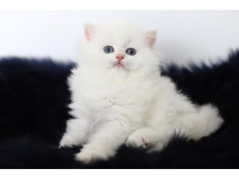British longhair tostikim