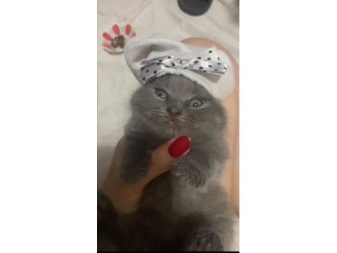 Scottish fold son dişi yavru antalya