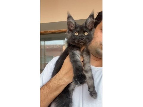 Xxxl siyah duman dev kız maine coon