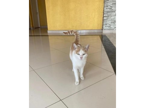 Beyaz turuncu ev kedisi