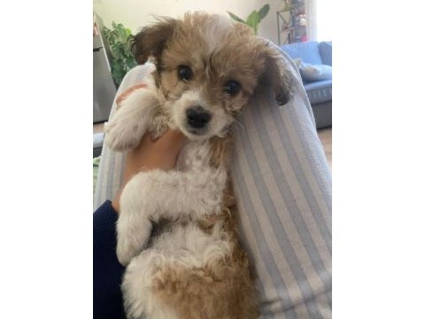 2 aylık dişi yavru köpeğimiz mosi