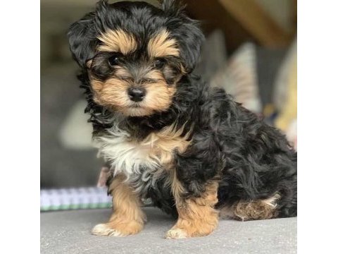 Resmi işletmeden maltipoo yavruları