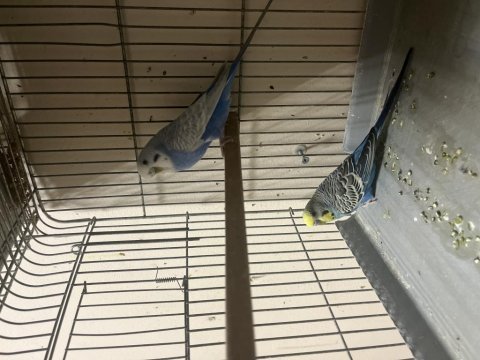 Üst düzey muhabbet kuşu takımlar