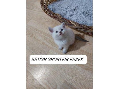 Mavi gözlü british shorthair paşam hazır