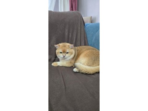 Ücretsiz sahiplendirme british golden shorthair