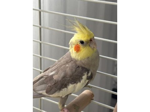 11 aylık erkek grey sultan papağanı