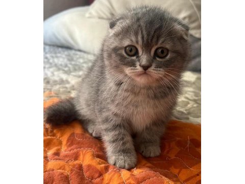 2 aylık dişi scottish fold shorthair tabby