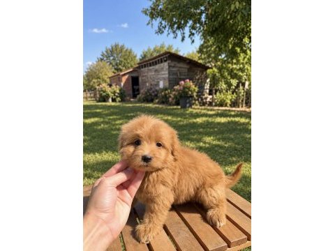 Red maltipoo kızımız