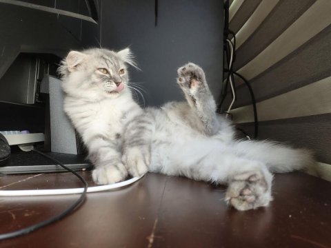 Dünyalar güzeli 3 aylık scottish fold longhair