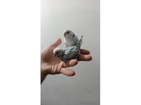 Yeni yeme düşmüş muhabbet kuşu etimesgut