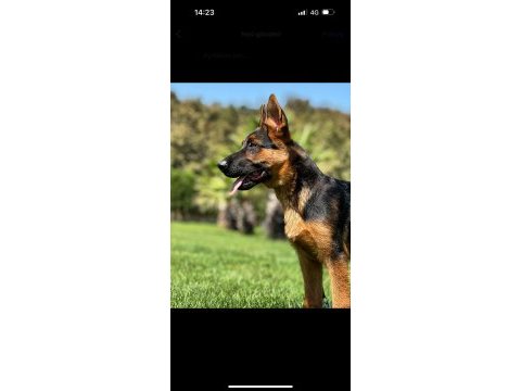 Almanların efsaneleşen köpeği alman kurdu yavruları