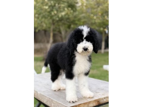 Bernedoodle yavrular