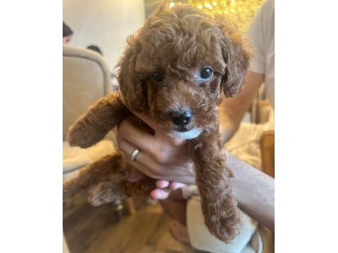 Kore toy poodle erkek