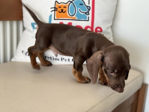 Petmode köpek çiftliğinden  dachshund yavrumuz