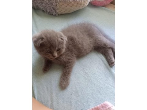 Koca kafa scottish fold bebekler her renk her ırk mevcut